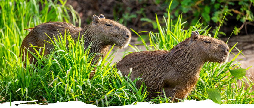 Contos da Capivara - Verdes Marias